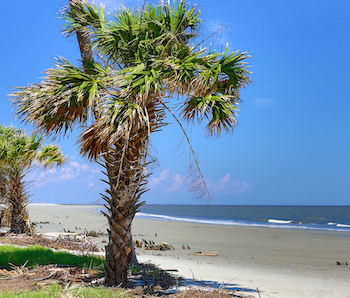 palm trees on beach