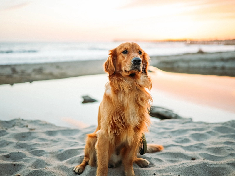 dog on beach