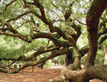 angel oak tree on john's island