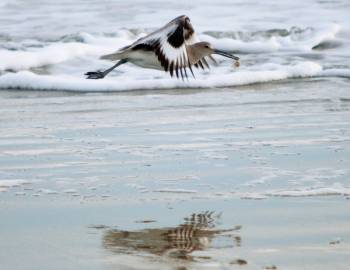 birdwatching on kiawah island