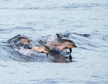 dolphins in the water