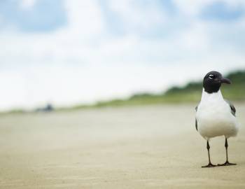 Kiawah Island bird watching