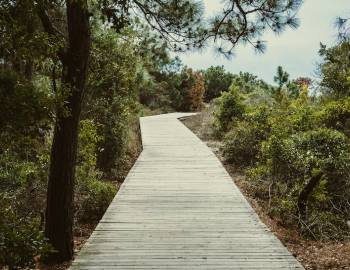 A nature trail on Kiawah Island