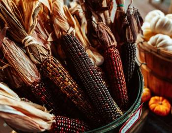 Colored Corn on Cob for Thanksgiving