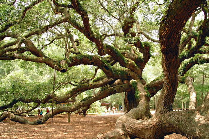 angel oak tree