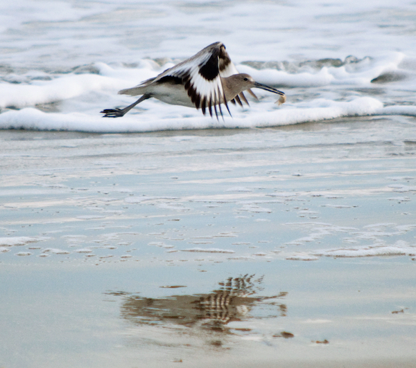 birdwatching on kiawah island