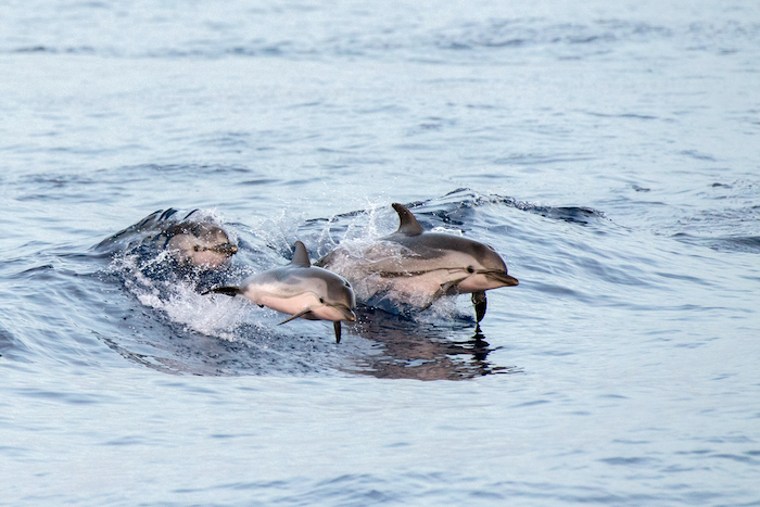 dolphins in the water