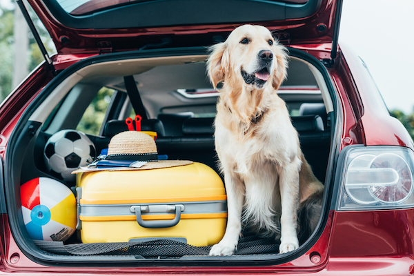 traveling with dog