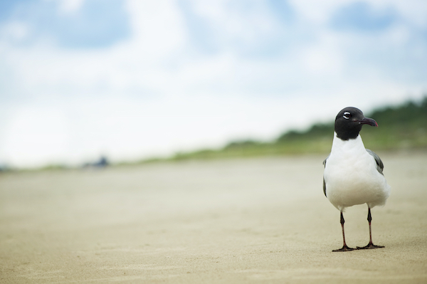 Kiawah Island birdwatching