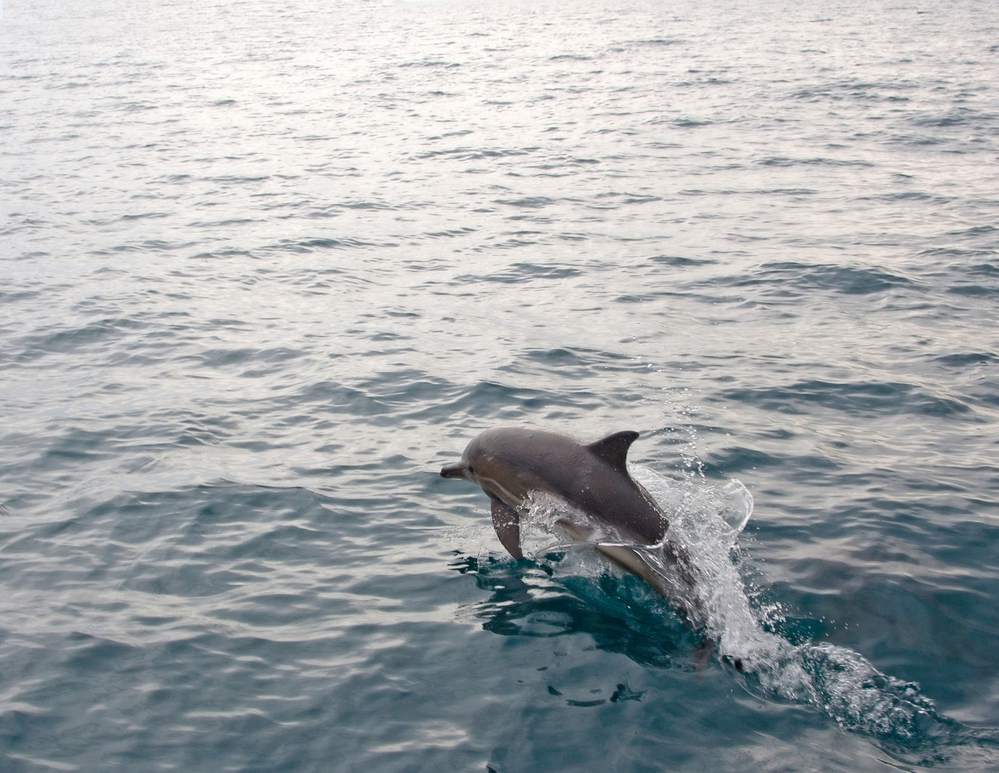 A dolphin swimming alongside a tour boat